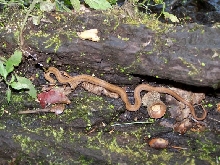 Red Bellied Snake