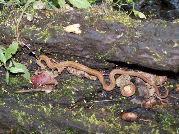 Red Bellied Snake
