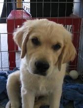 Simba as a pup