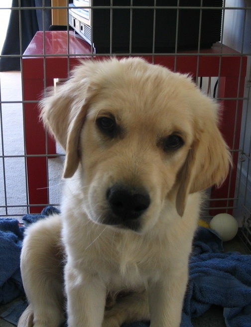 Simba as a pup