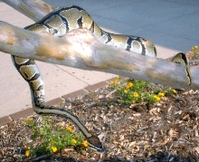 '01 Male Ball Python Zephyr