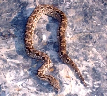 '03 Female Dumeril's Boa