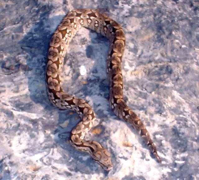 '03 Female Dumeril's Boa