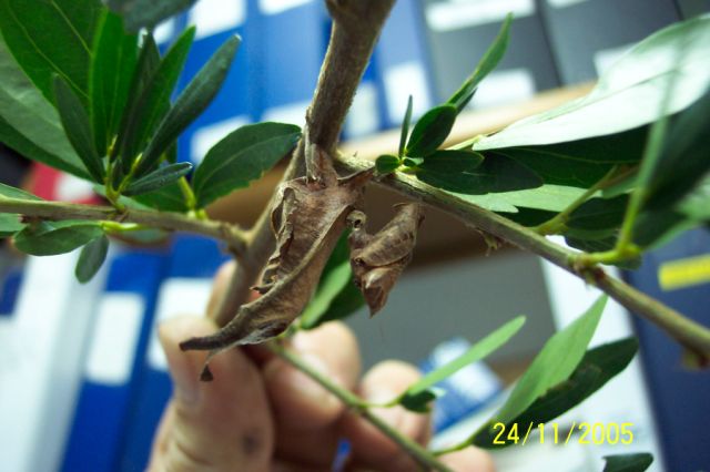 Mantid