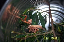 Mantid