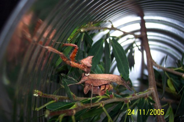 Mantid