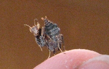 South American Acanthops Nymph