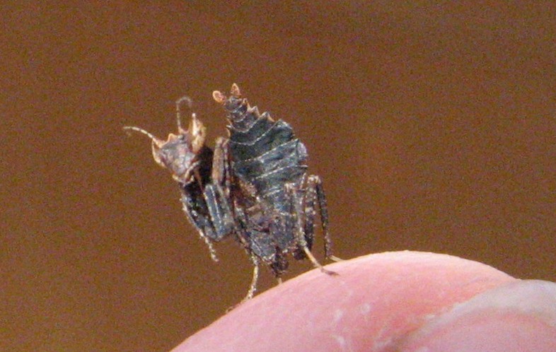 South American Acanthops Nymph