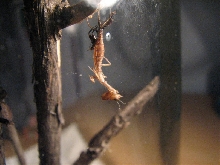 Drying Acanthops