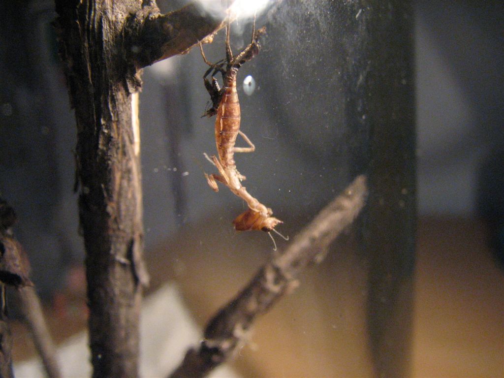 Drying Acanthops