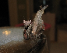 Acanthops
