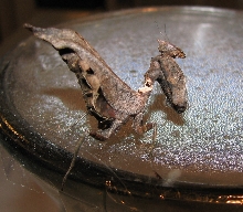 Acanthops