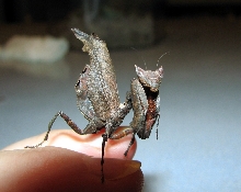 Acanthops