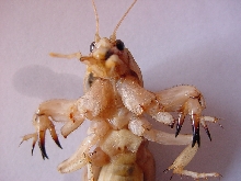 Does anyone know what this is?