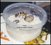 Hissy in the incubator