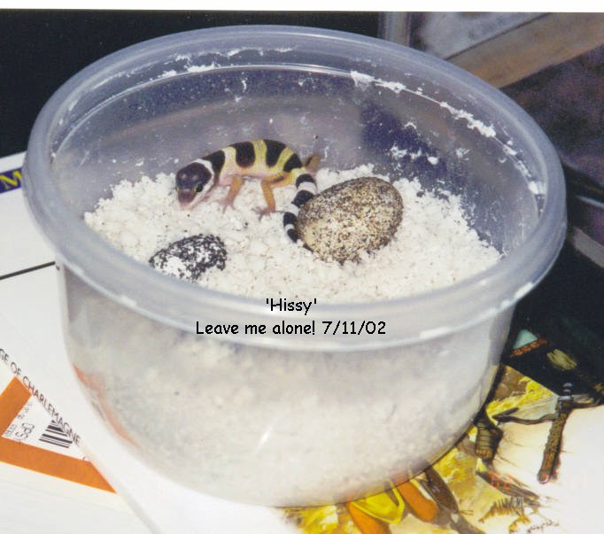 Hissy in the incubator
