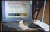 Kingsnake