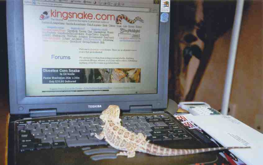 Kingsnake