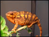 Gravid cham