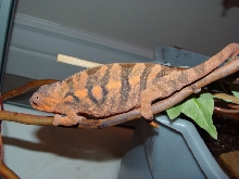 gravid cham 2
