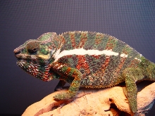 Bono
