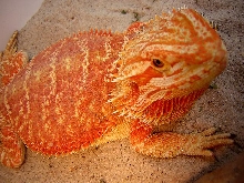 Stunning Orange Female