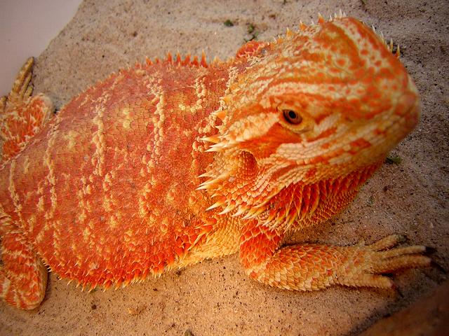 Stunning Orange Female