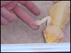 Clear nail Hypo Pastel