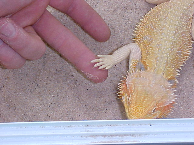 Clear nail Hypo Pastel