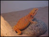 Now That's Orange
