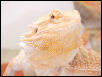 Hypo Orange Face shot