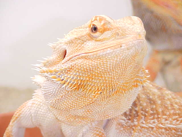 Hypo Orange Face shot