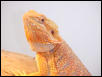 Super Orange German Giant