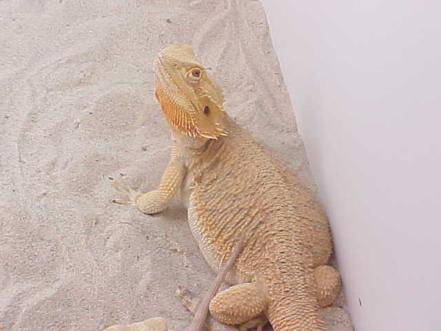Sunburst Female