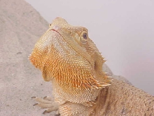 Sunburst Female