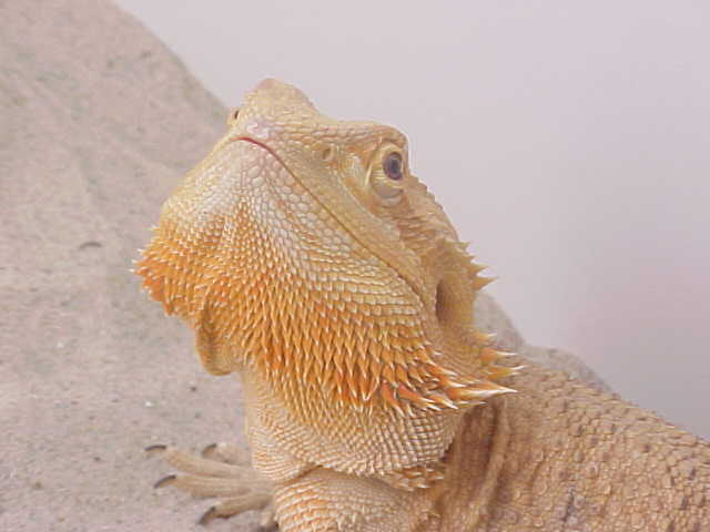 Sunburst Female