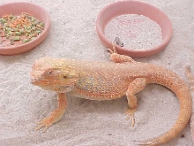 Blood Male