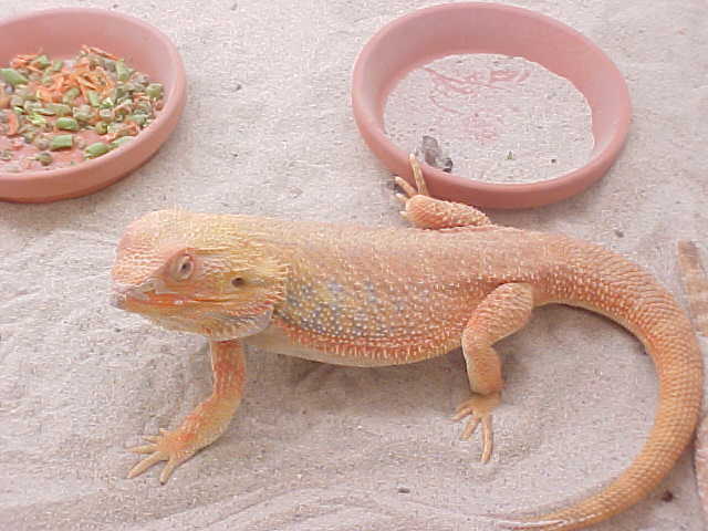 Blood Male