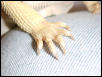 Hypomelanistic Clear Nail Shot