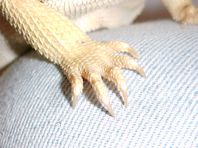 Hypomelanistic Clear Nail Shot