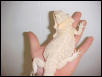 Hypo Pastel Leucitic X Leucitic