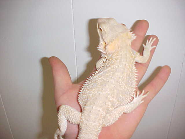 Hypo Pastel Leucitic X Leucitic