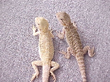 Hypomelanistic and Het translucent