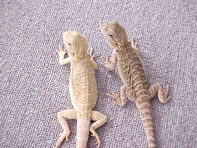 Hypomelanistic and Het translucent