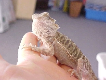 Het Translucent