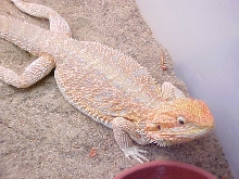 Orange Hypo Pastel