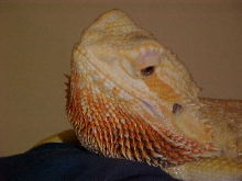 Sunkist Female