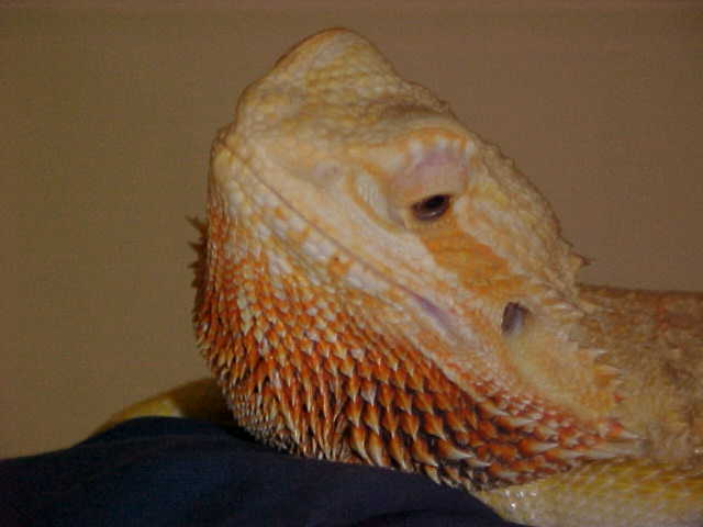 Sunkist Female