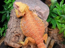 Super Orange German Giant