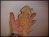 Hypo Orange Body Shot
